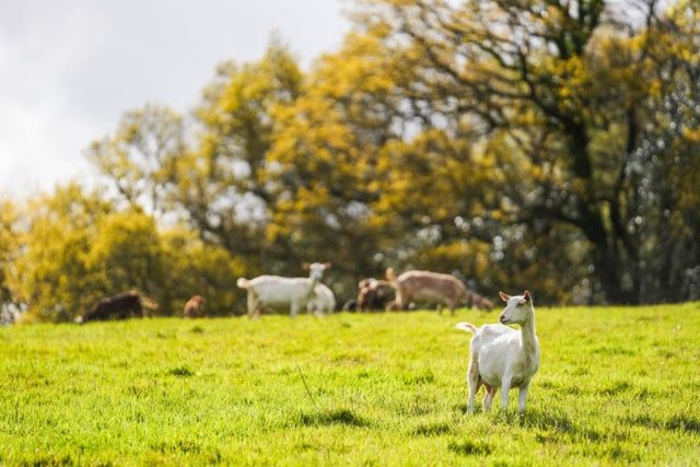 Free range goats