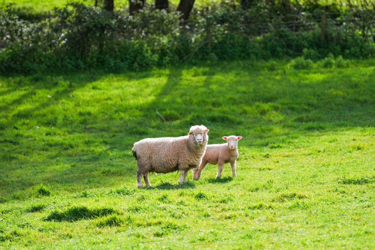 Organic Dorset ewe and lamb